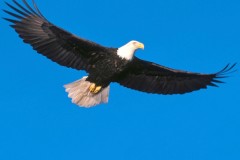 eagle-soaring-high.jpg